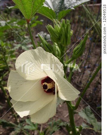 秋葵的花 12049518