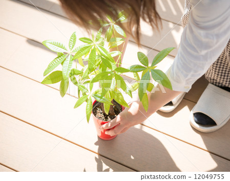 Pakira被放在陽台上 12049755