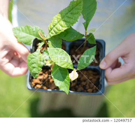 發芽和萌芽 12049757