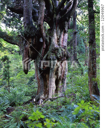 Breast cedar of Iwakura Breast cedar of Iwakura 12049967