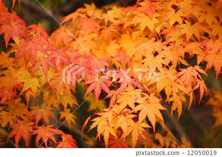 在秋葉感受四季 在秋葉感受四季 12050019