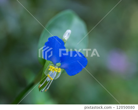 漂亮的蛋 12050080