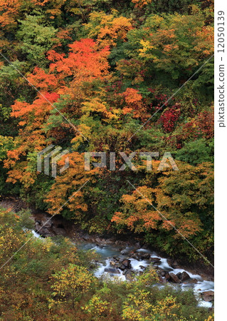 Autumn leaves Oedagiri Valley 12050139