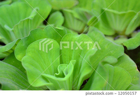 Water lettuce, Pistia Water lettuce, Pistia 12050157