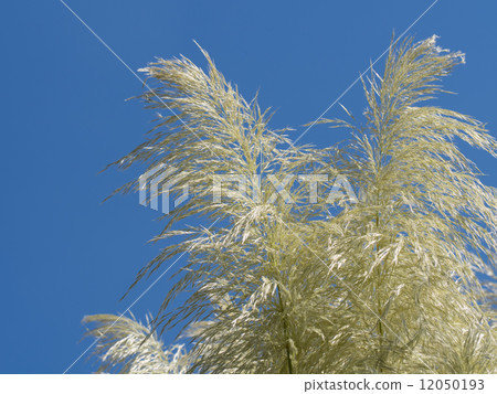 藍天和Pampasgrass 12050193
