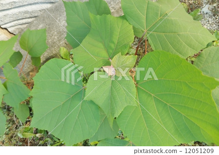 Akamaisha leaf series high angle 12051209