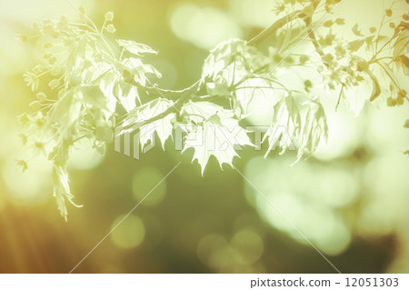 closeup of a maple branch with light leafs 12051303