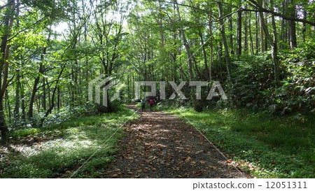 Tanigawa mountain forest 12051311