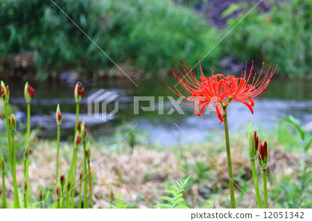 沿Awano河開花的群狀孤挺花 12051342