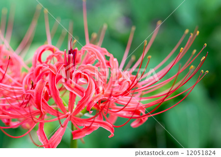 雨後群集阿瑪麗利斯 12051824