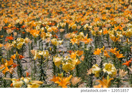 橙色百合領域 橙色百合領域 12051857