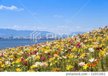 Lily Gardens and the industrial area on the opposite bank Lily Gardens and the industrial area on the opposite bank 12051861