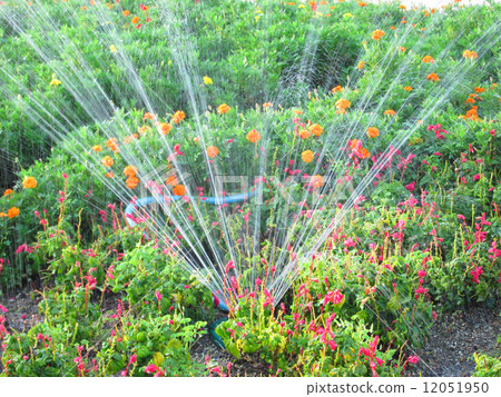 Sprinkling water in the flower bed 12051950