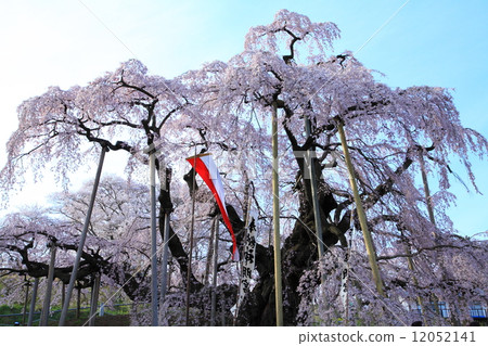 秋天的櫻花 12052141