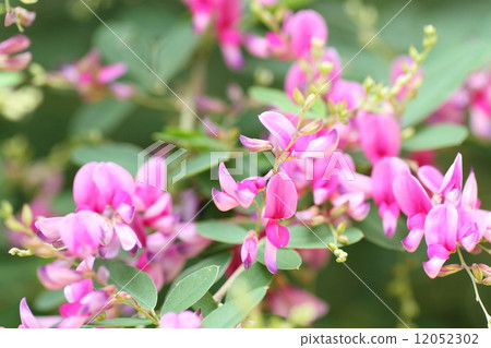 Hagi flower Hagi flower 12052302