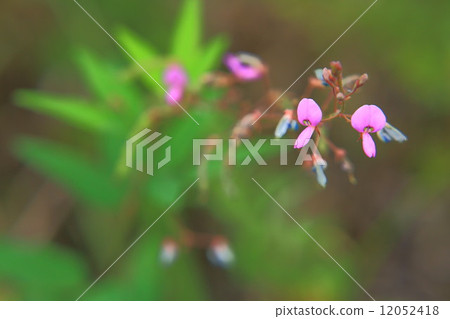 Alecidnus巴厘島花 12052418