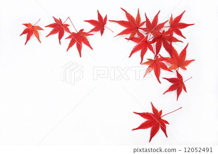 Momiji plane corner white back 01 Momiji plane corner white back 01 12052491