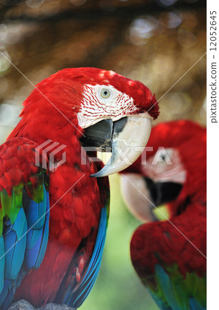 Scarlet macaw 12052645