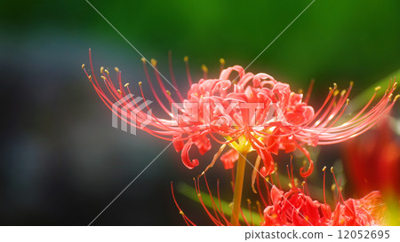 Mandarin saixa 12052695