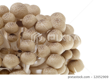 Beech Shimeji 12052909