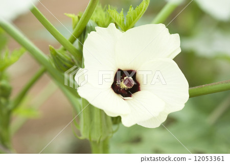 Okra's Flower 12053361