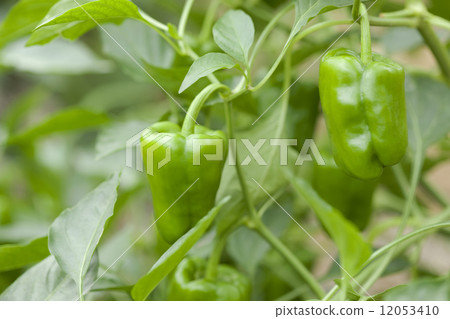 甜椒 12053410