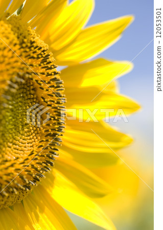 Sunflower flowers 12053501