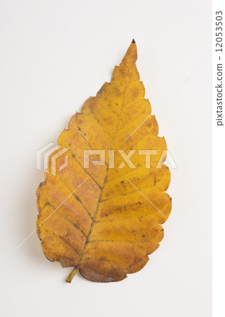Leaves of yellow leaves Zelkova 12053503