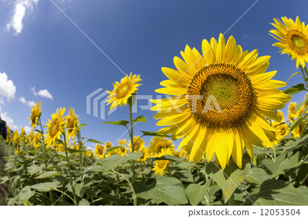 夏天天空和向日葵領域 12053504
