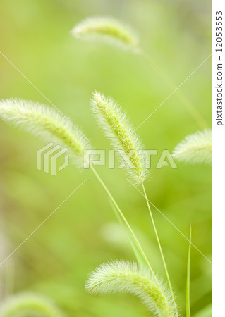 Enokolo grass 12053553