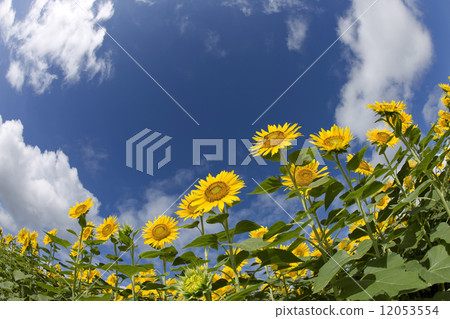 Summer sky and sunflower field 12053554