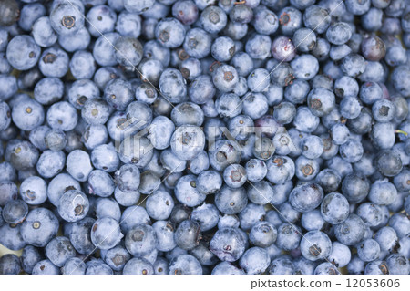 Harvested blueberries Harvested blueberries 12053606