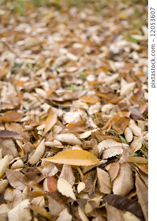 滿是落葉的地面 滿是落葉的地面 12053607