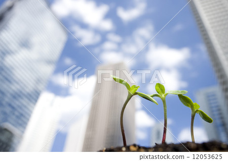 Tall building and sunflower sprouts 12053625