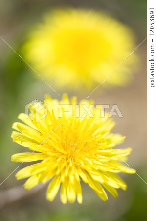 Dandelion flower Dandelion flower 12053691