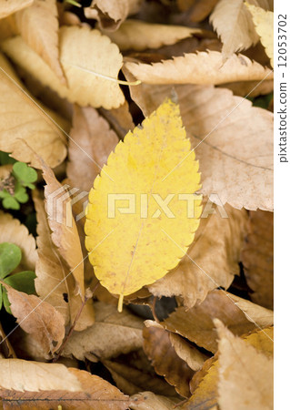 Leaves of yellow leaves Zelkova 12053702