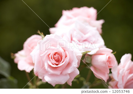 Rose Princess Aico 12053746