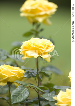 Barasina Lolo Brijita 12054032