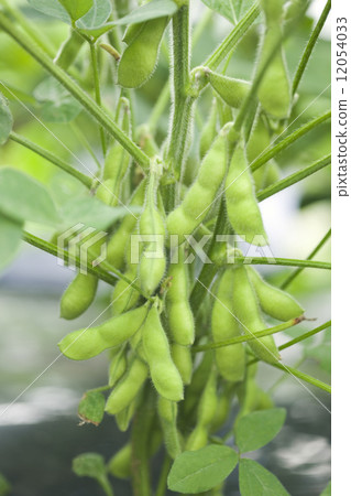 真正的毛豆 12054033