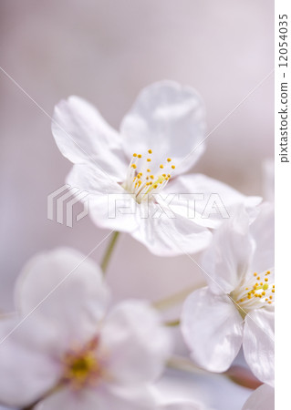 櫻花花 12054035