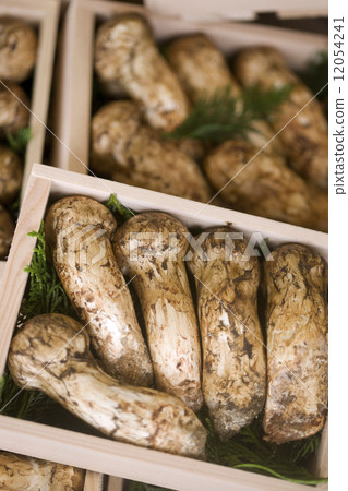 松茸蘑菇 松茸蘑菇 12054241