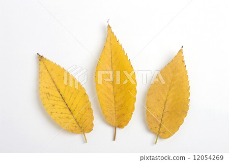 黃色葉子離開Zelkova 黃色葉子離開Zelkova 12054269