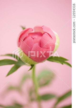 牡丹牡丹 牡丹牡丹 12054316