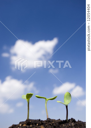 Sunflower sprout Sunflower sprout 12054404