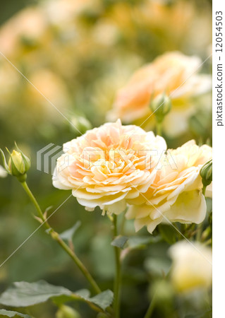 Rose Molynew 12054503