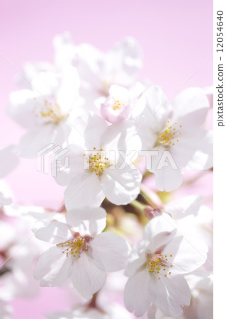 Sakura flower 12054640