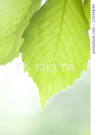 新鮮的綠葉 12054649