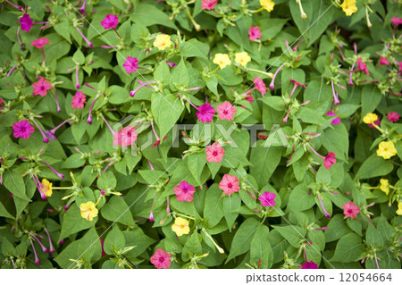 Osloi burner 12054664