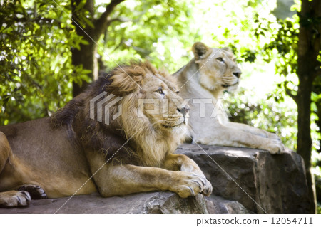 印度獅子 12054711