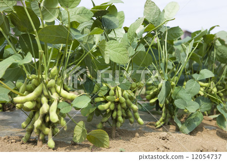 Edamame field 12054737
